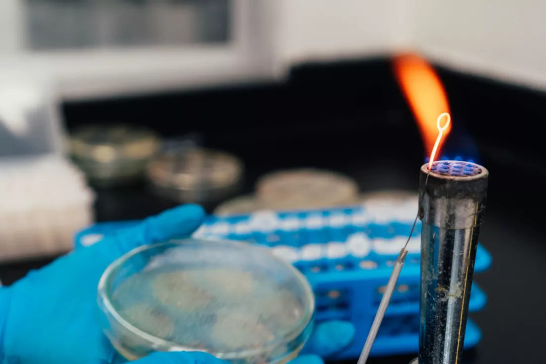 Behandschuhte Haende halten eine Petrischale neben einer Brennerflamme im Chemielabor.